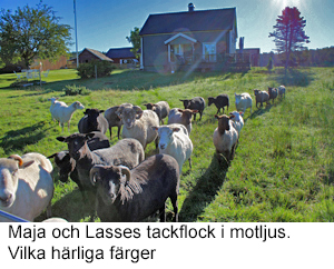 Majas flock.jpg
